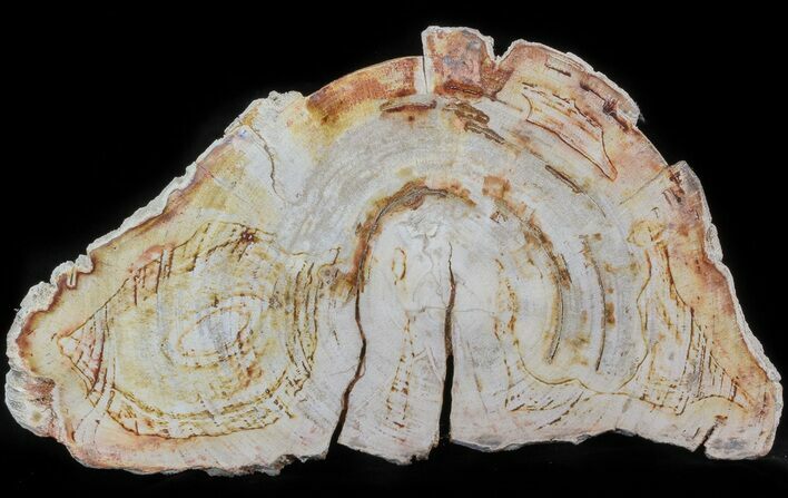 Petrified Wood (Tropical Hardwood) Slab (Clearance Price) #41897